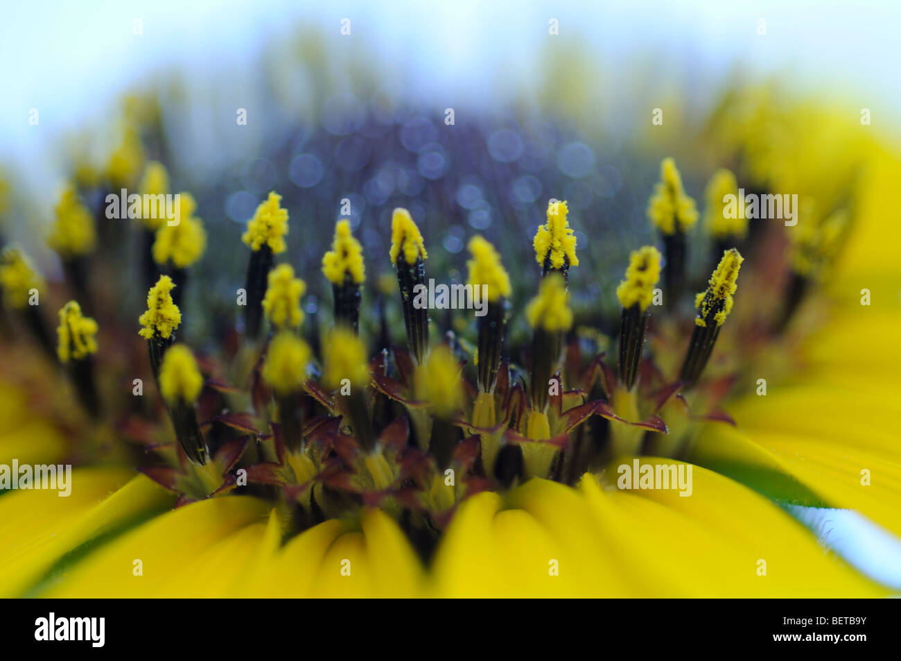 Sunflower Stock Photo