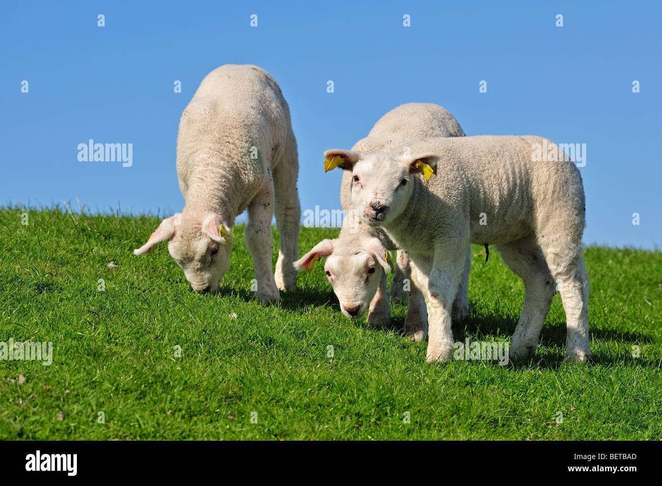 Domestic Texel sheep (Ovis aries) lambs grazing in meadow, the Netherlands Stock Photo