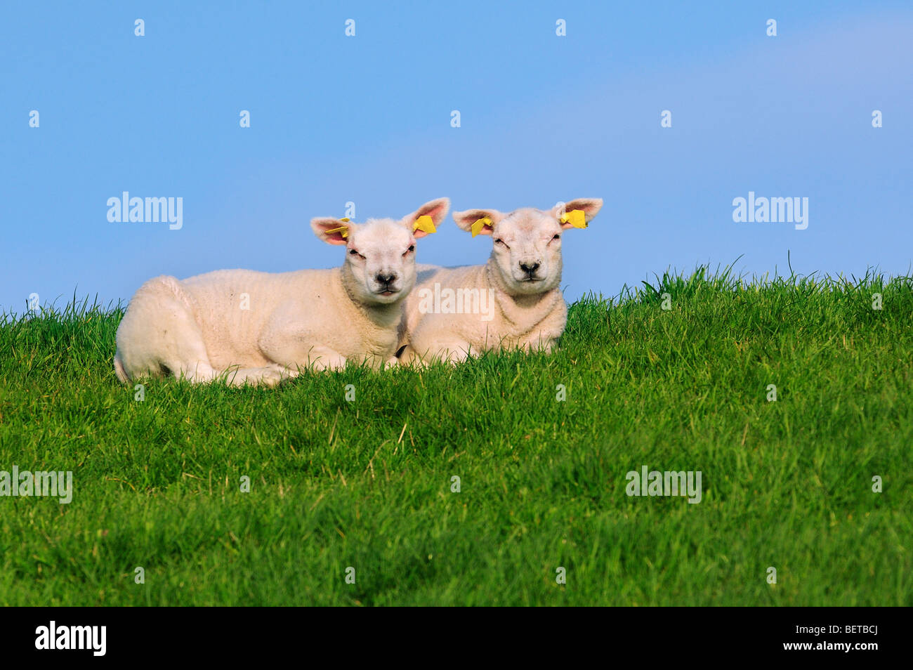 Two white domestic Texel sheep (Ovis aries) lambs resting in meadow, The Netherlands Stock Photo