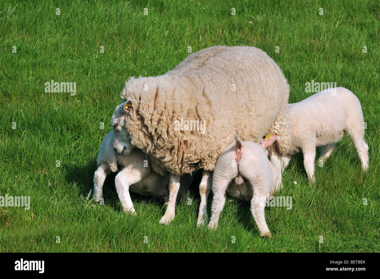 Domestic Texel sheep (Ovis aries) ewe suckling three lambs, the Netherlands Stock Photo