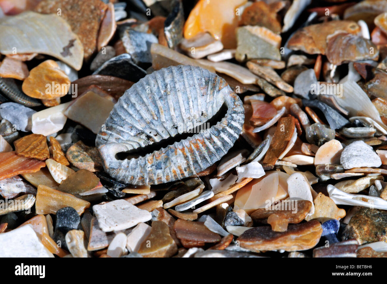 Arctic cowrie / Northern cowrie (Trivia arctica) on beach Stock Photo