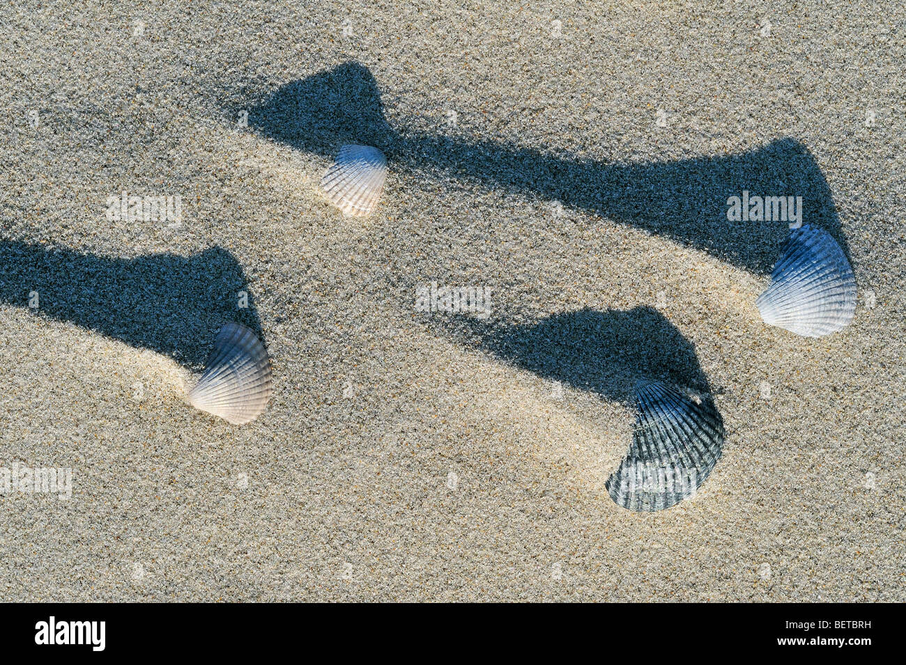 Shadows of sand ridges behind cockle shells (Cerastoderma edule / Cardium edule) formed by the wind on beach Stock Photo