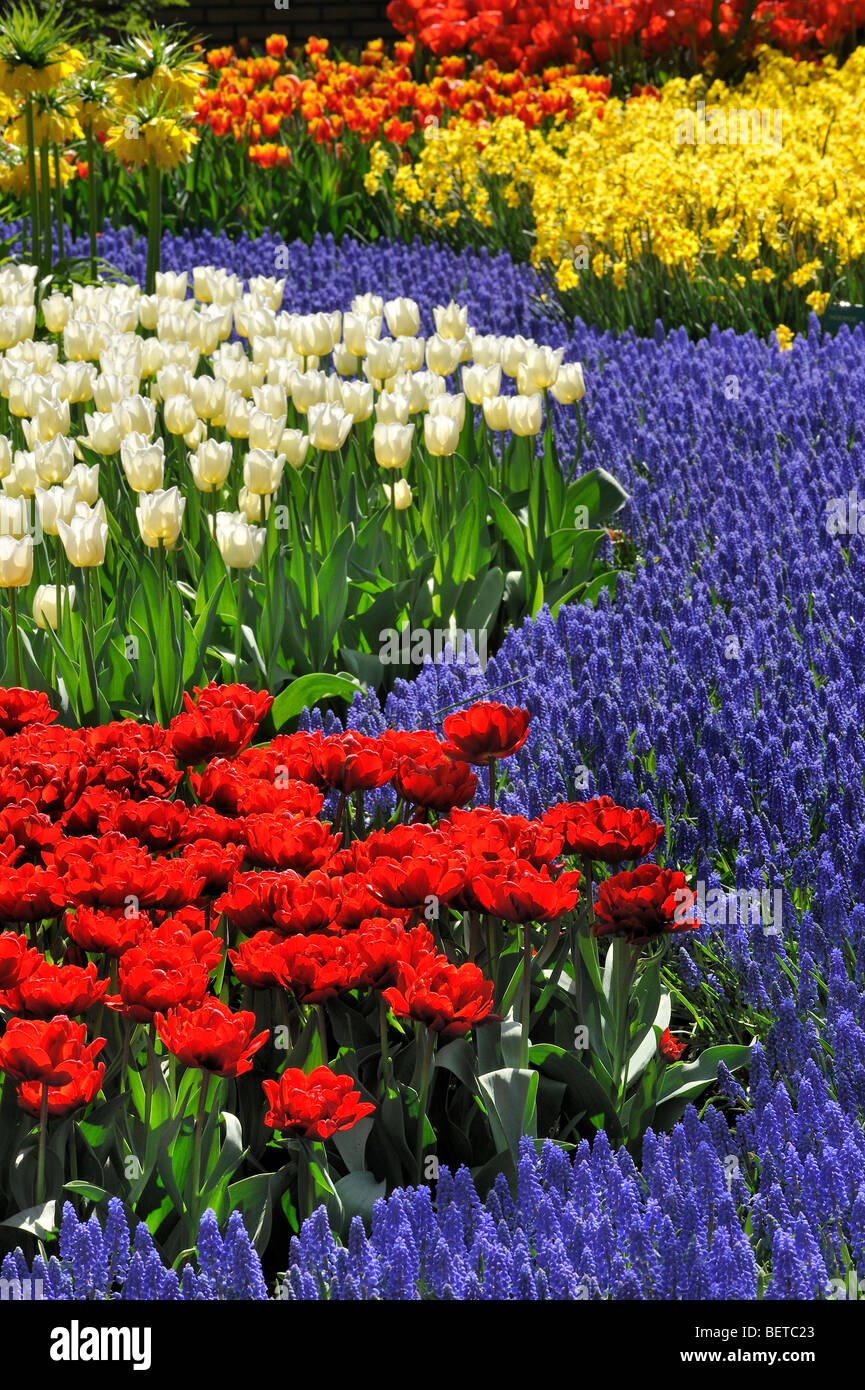 Flowerbed with colourful tulips, hyacinths and daffodils in flower garden of Keukenhof in spring