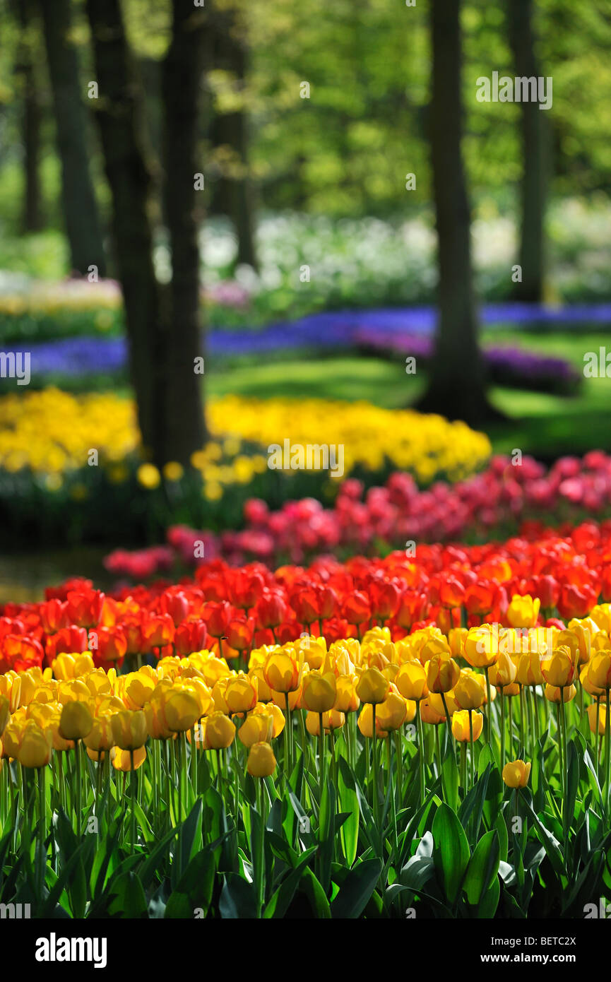 Colourful tulips (Tulipa sp.) in flower garden of Keukenhof near Lisse, Holland, the Netherlands Stock Photo