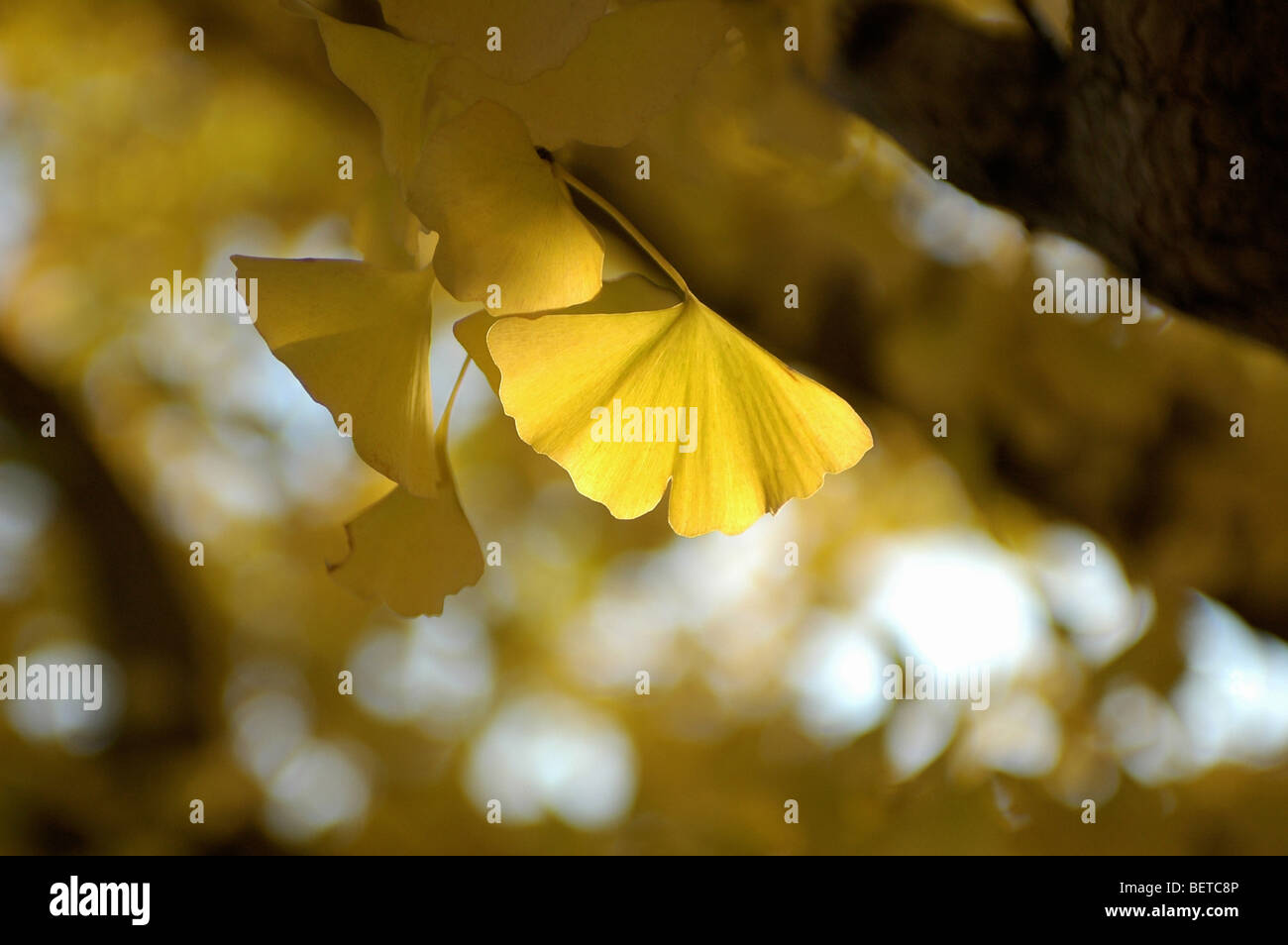 Yellow leaves on a gingko tree Stock Photo - Alamy