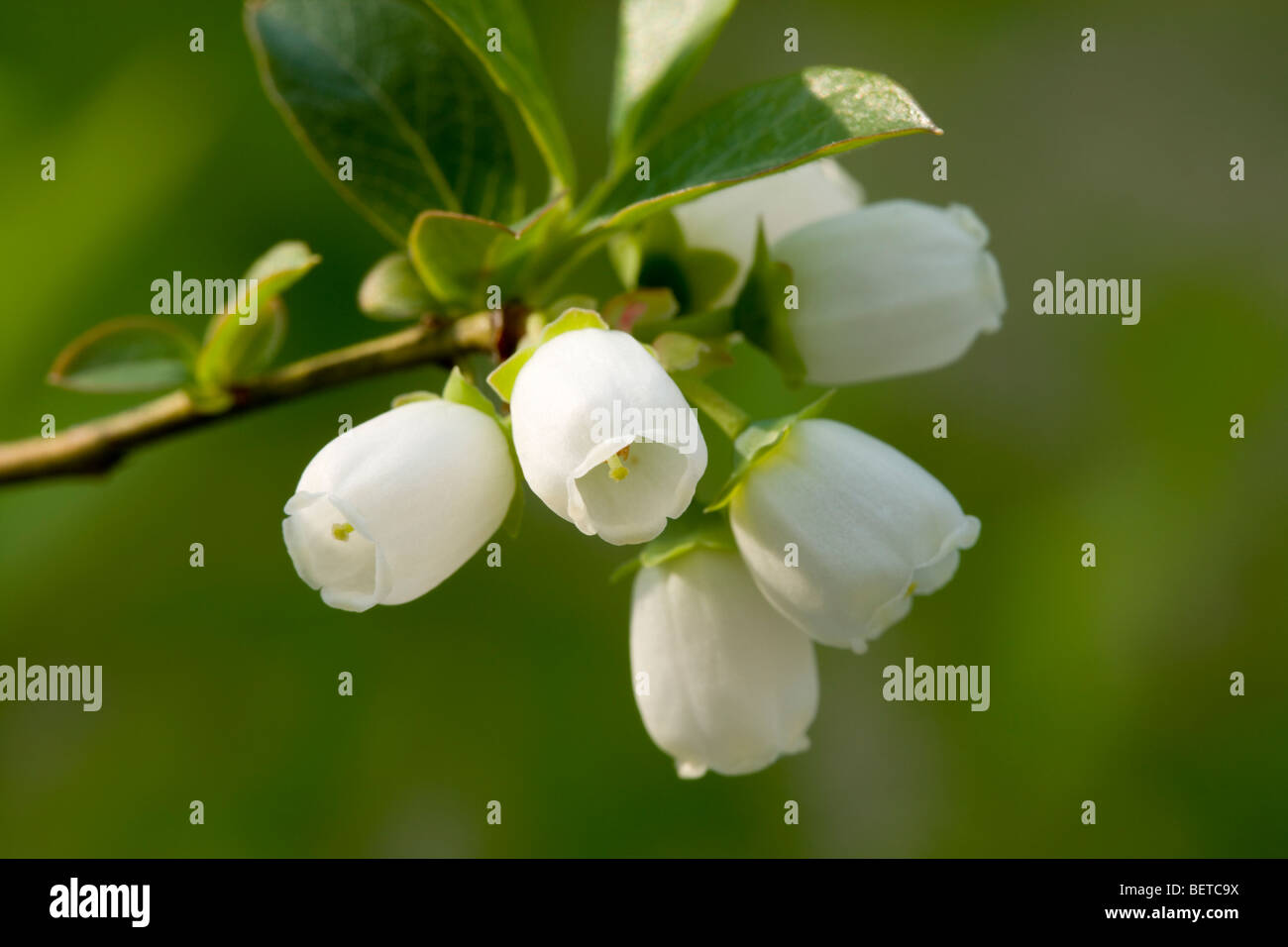 Blueberry Bush In Bloom Stage Stock Photo Alamy