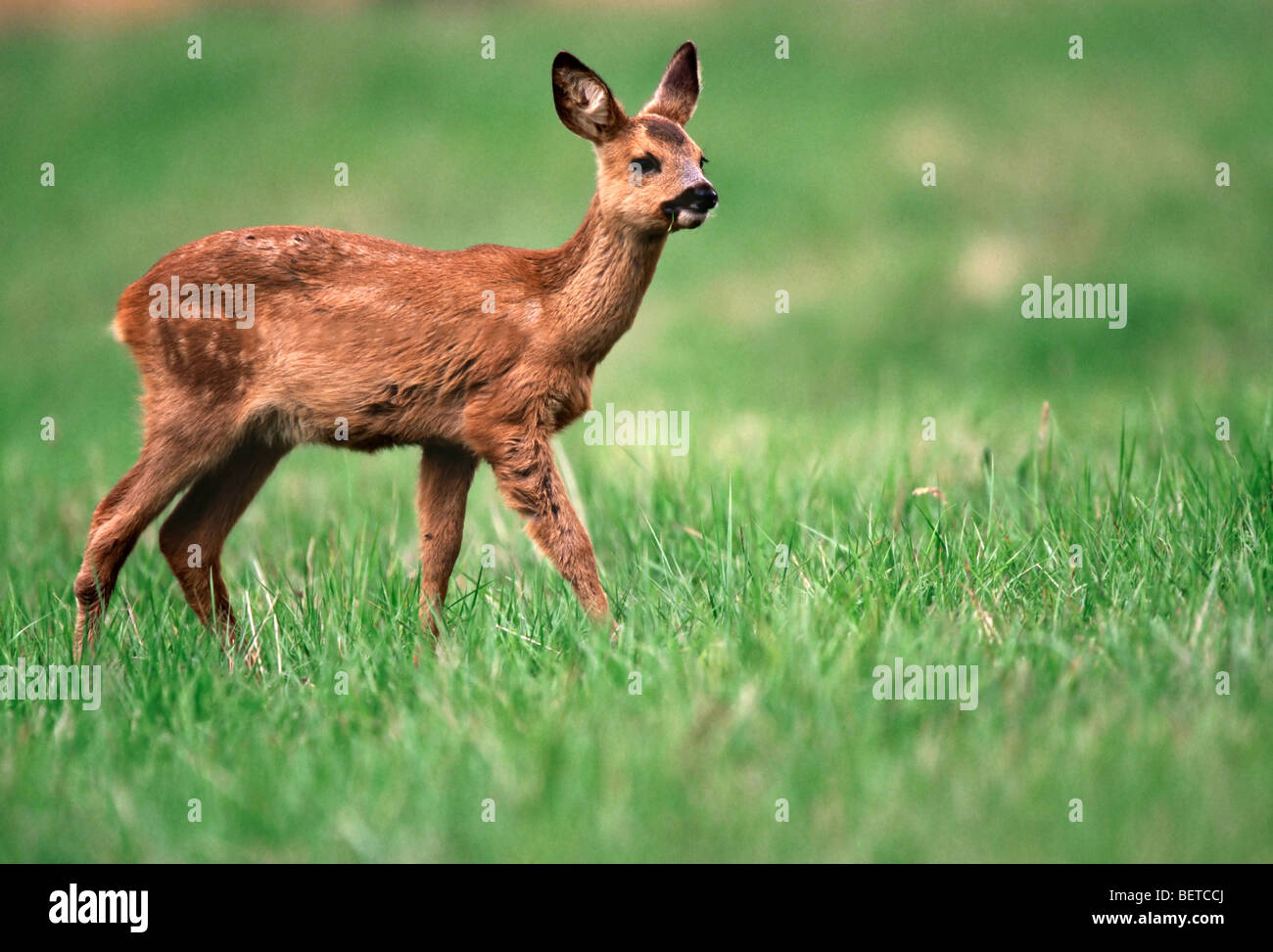 Young roe deer hi-res stock photography and images - Alamy