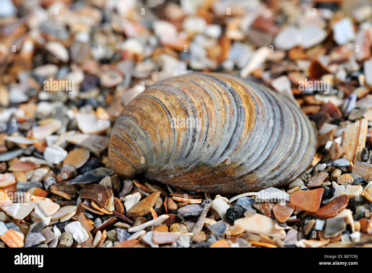 Fossil shell Corbicula fluminalis on beach, the Netherlands Stock Photo