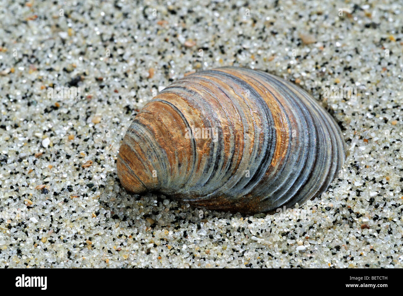 Fossil shell Corbicula fluminalis on beach Stock Photo