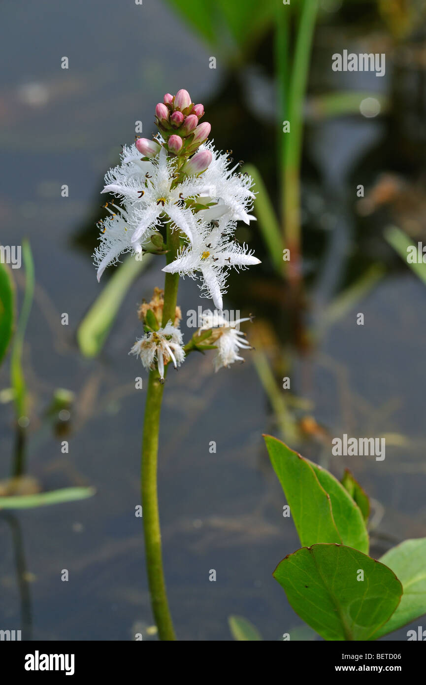 Buckbean / Bogbean flowering (Menyanthes trifoliata) in pond Stock Photo