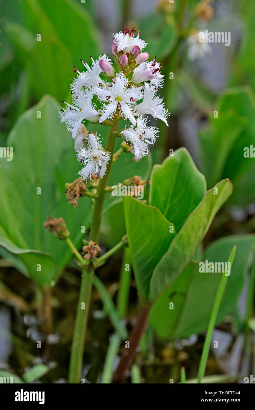 Buckbean / Bogbean flowering (Menyanthes trifoliata) in pond Stock Photo