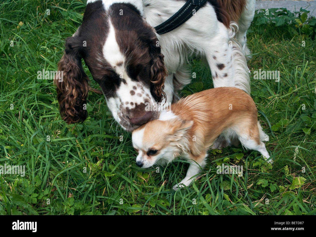 Springer spaniel hotsell chihuahua mix