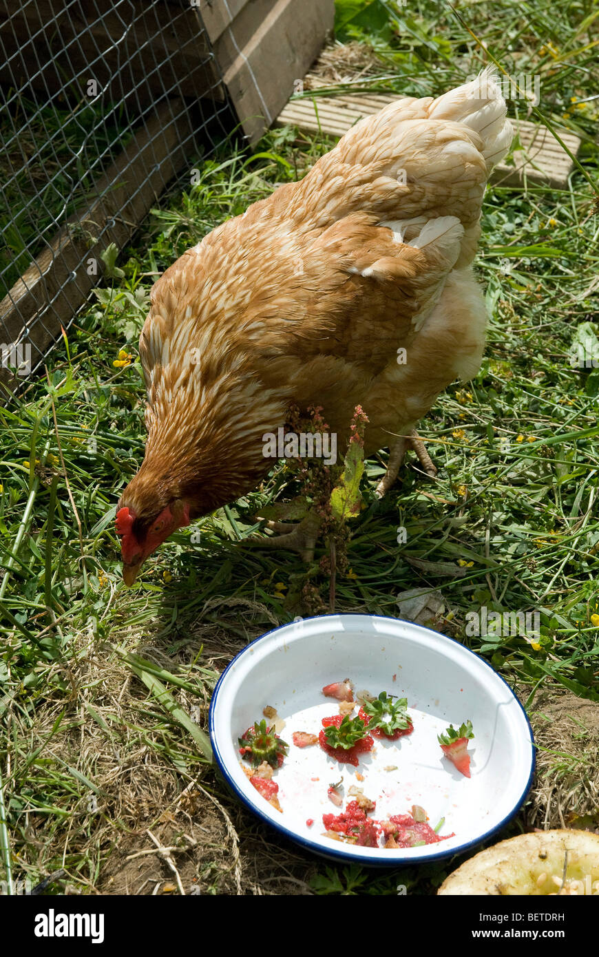 Can Chickens Eat Strawberry Tops?  