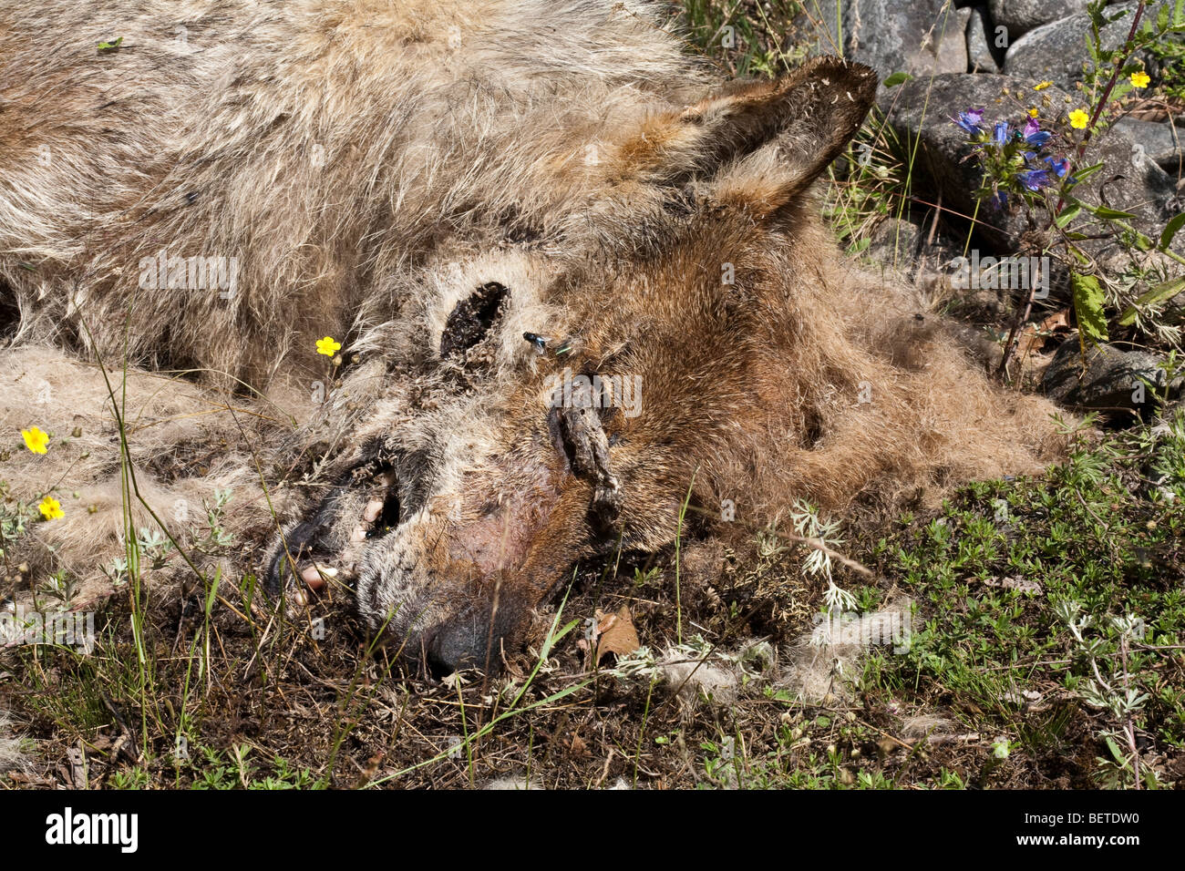 Decomposing dead wolf Stock Photo