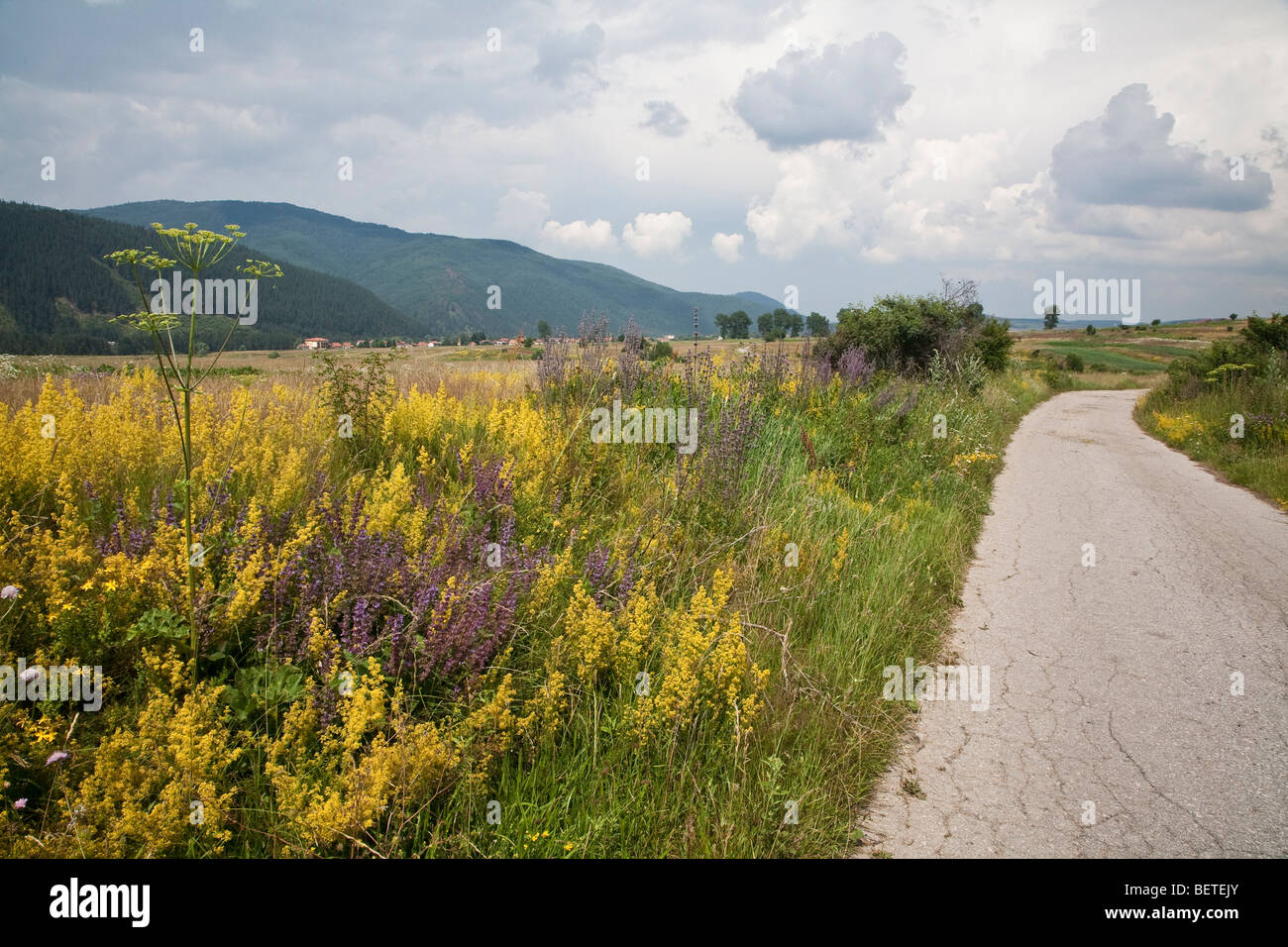 Roadside wild flowers, Bulgaria Stock Photo