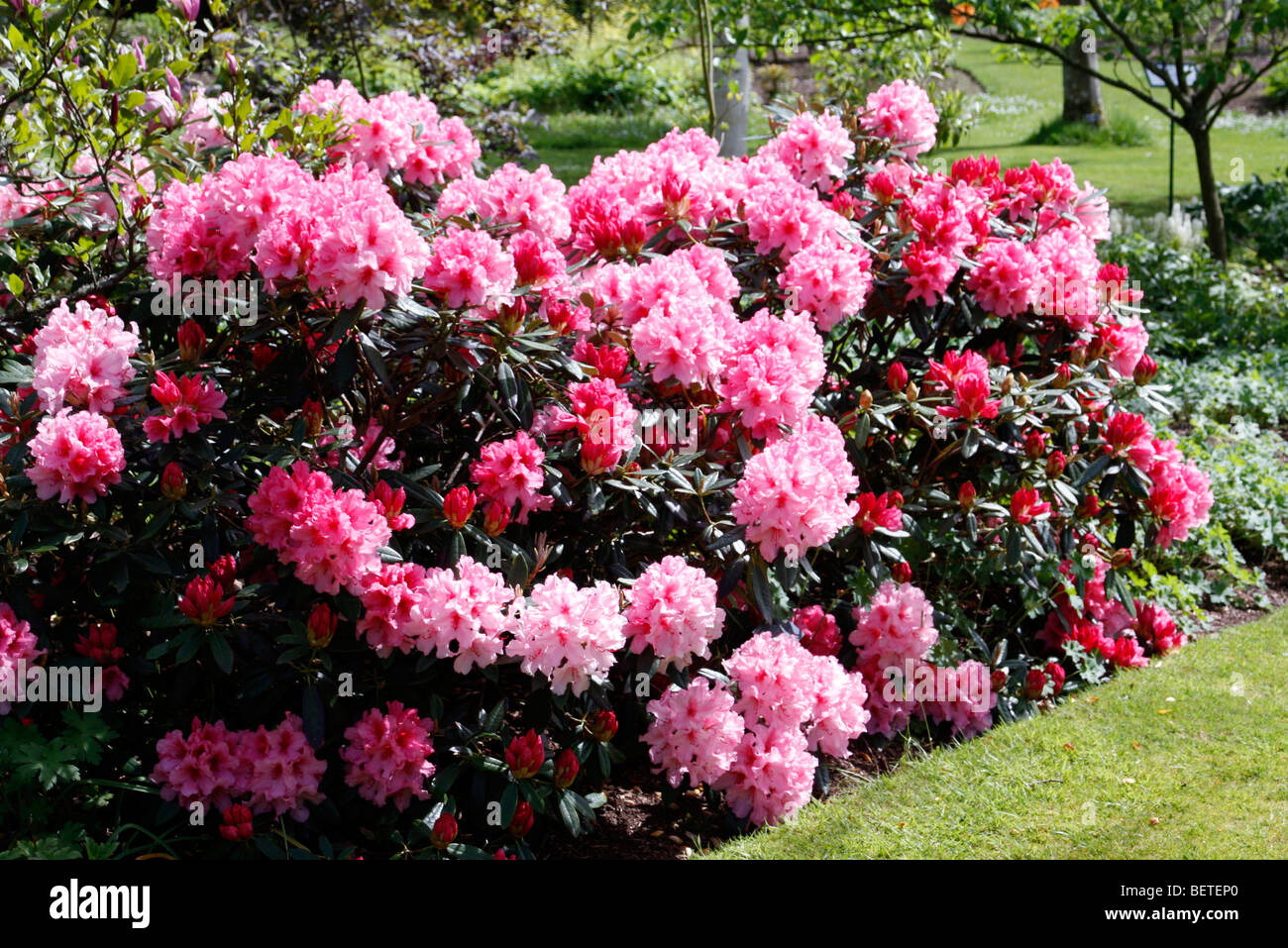 Rhododendron ‘Hydon Dawn’ AGM Stock Photo - Alamy