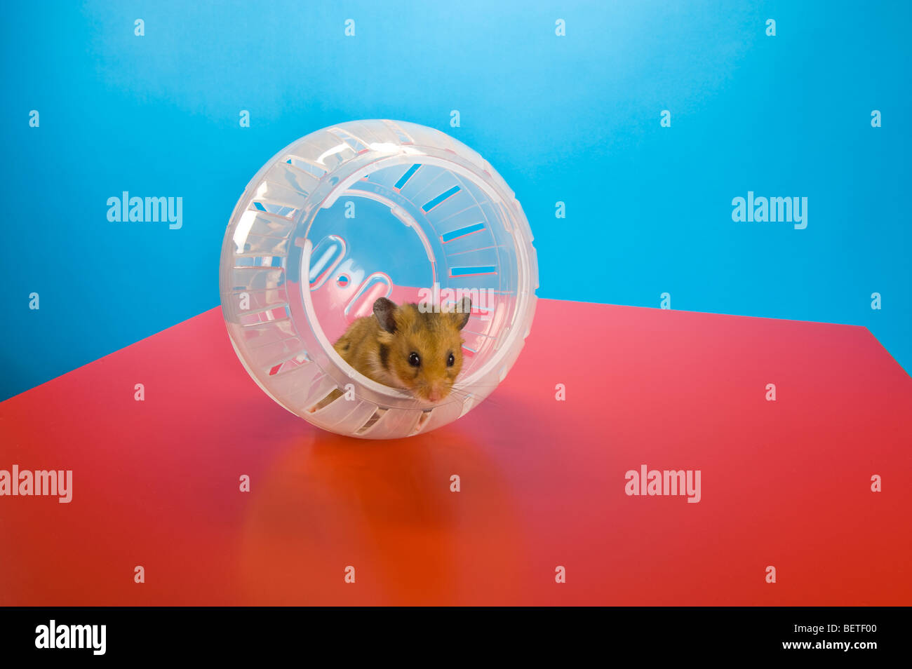 Hamster ball hi-res stock photography and images