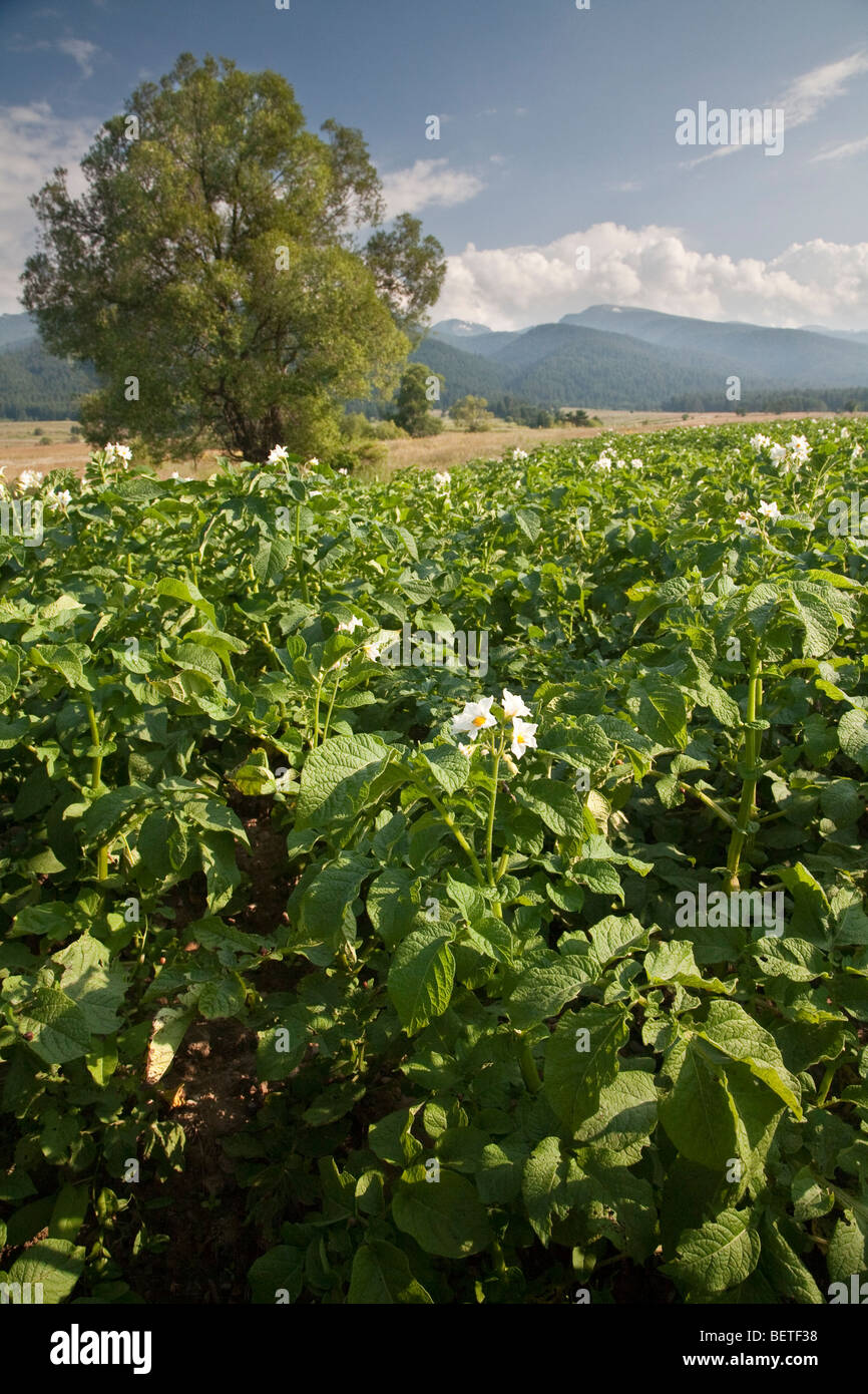 Potato field in flower, Govedarci, Bulgaria Stock Photo