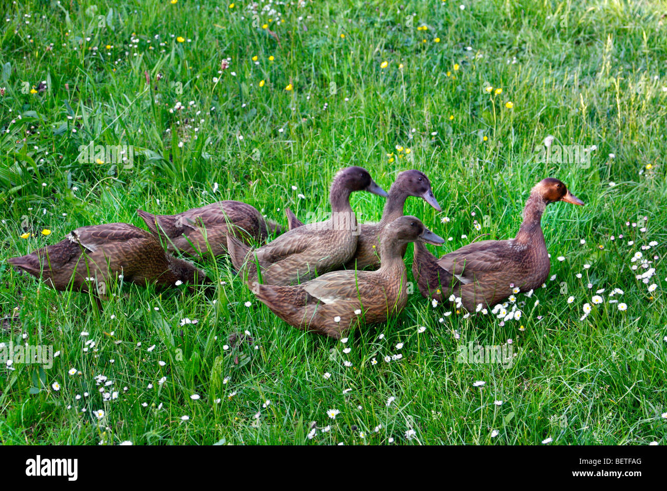 Khaki campbell ducklings Stock Photo