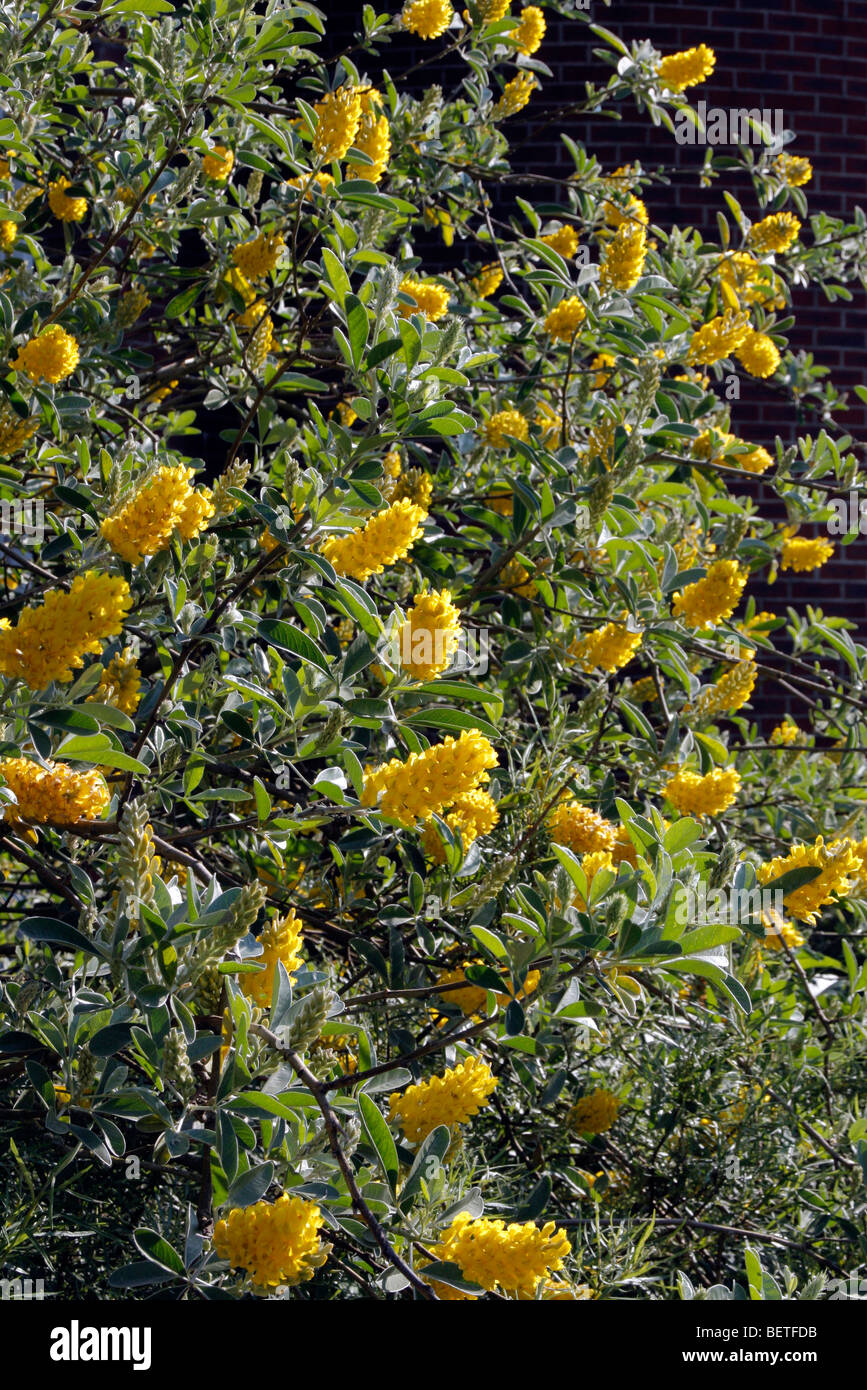 Pineapple scent shrub wall sunny june broom moroccan hires stock