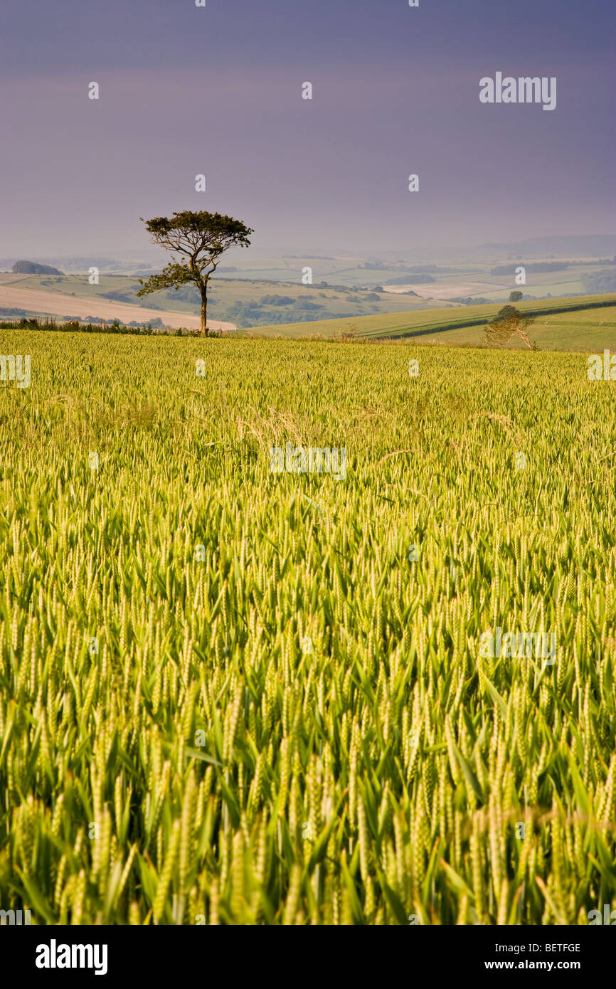 Farmland near Sydling St Nicholas, Dorset, UK Stock Photo