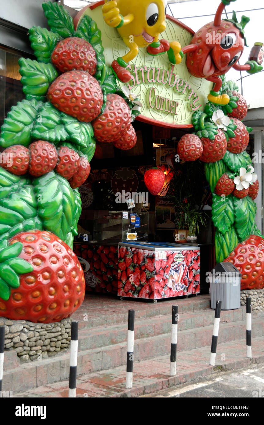 Strawberry Corner Shop Stall Seller Cameron Highlands Malaysia Malaysia