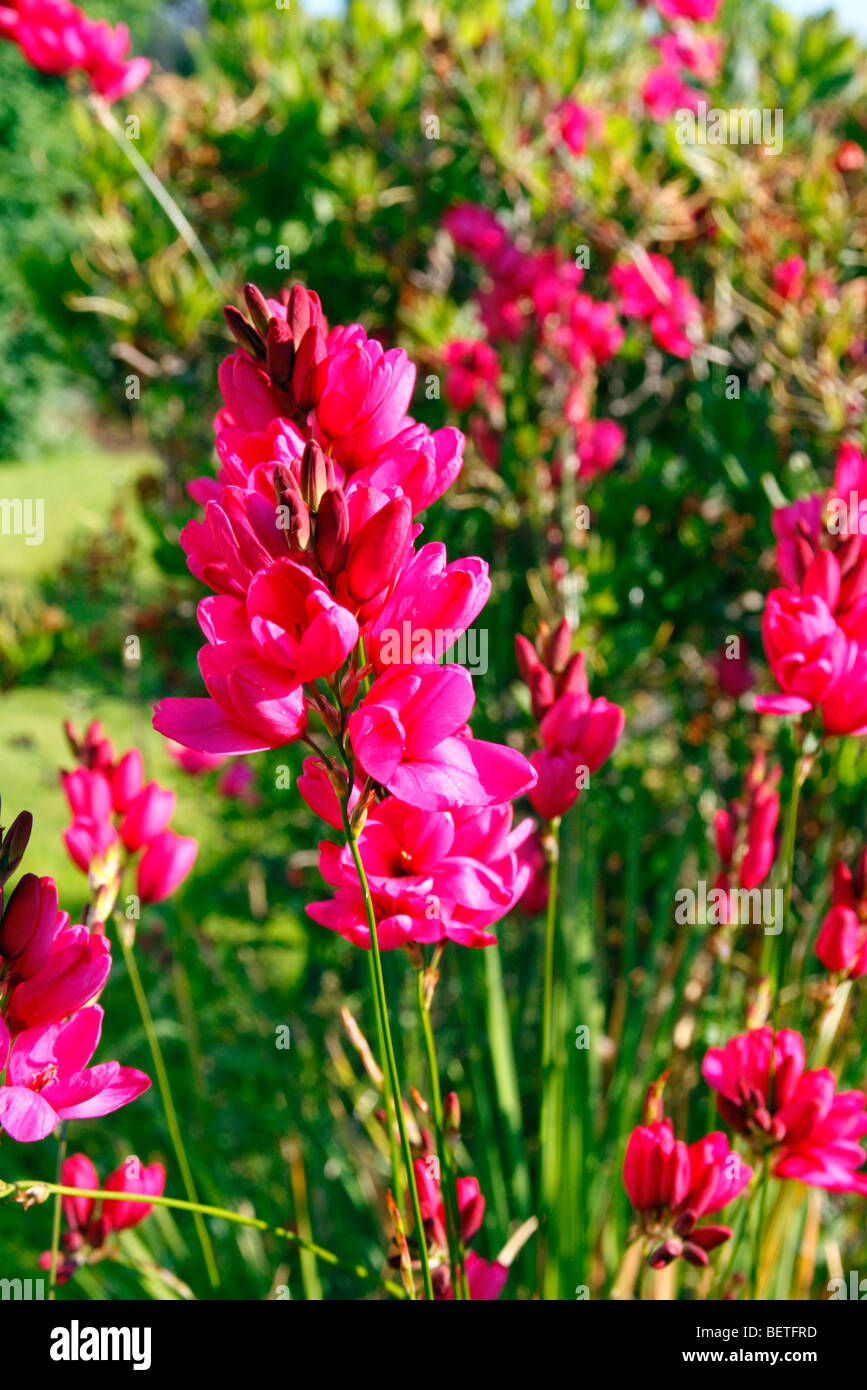 Ixia 'Castor' Corn lily Stock Photo Alamy