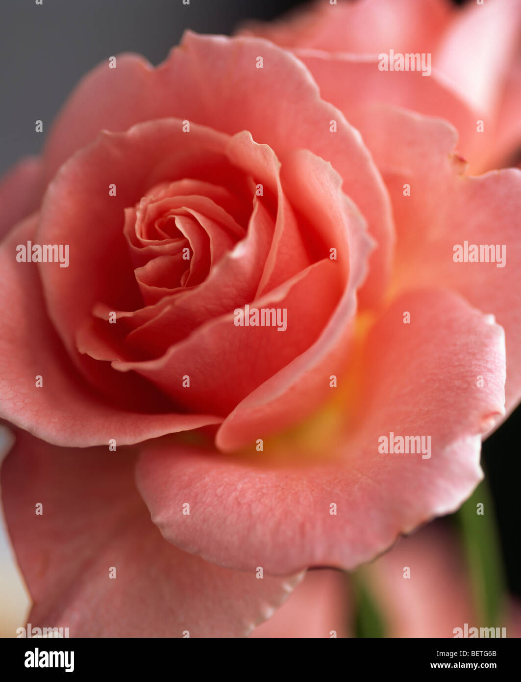 Close up of a fully double large salmon-pink rose. Stock Photo