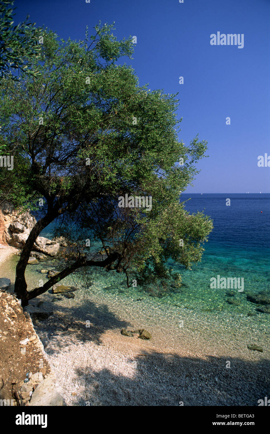 Greece, Ionian Islands, Ithaca, Kioni, olive tree on the beach Stock Photo