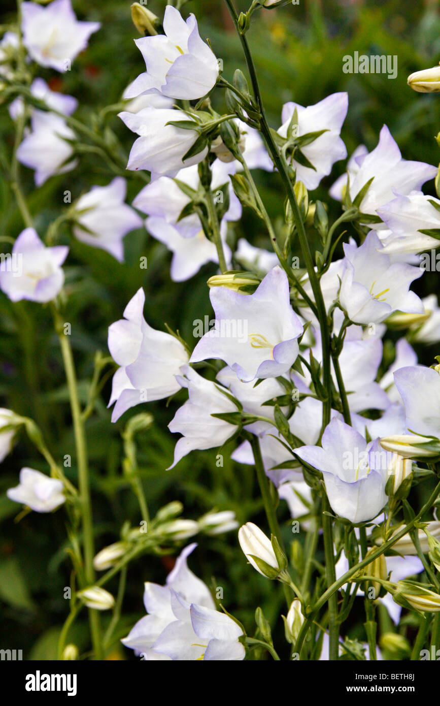 Campanula persicifolia 'George Chiswell' syn Campanula persicifolia 'Chettle Charm' Stock Photo