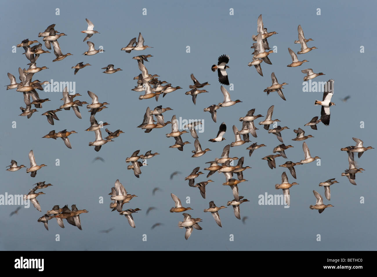 Teal Anas crecca Flock with lapwings and other waders Stock Photo