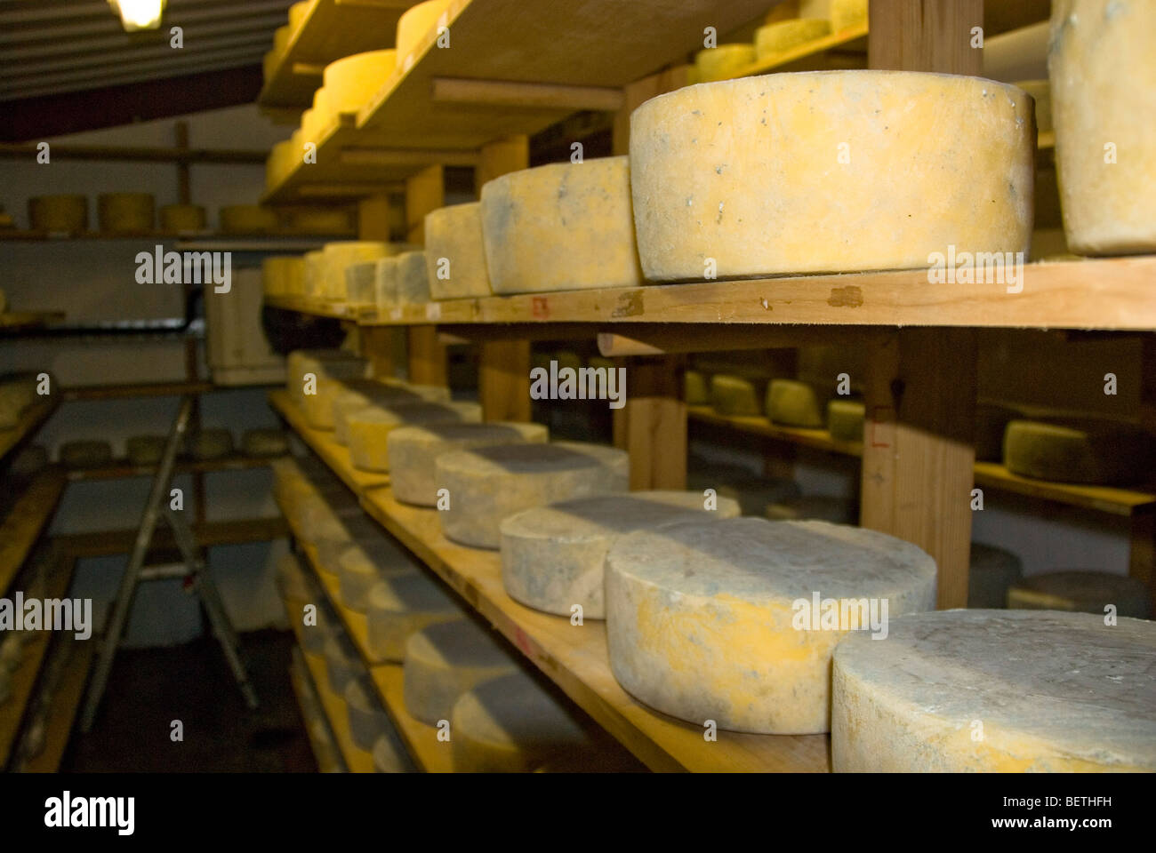 Little Hereford cheeses maturing on shelves at Monkland Cheese Dairy, near Leominster, Herefordshire, England. Stock Photo