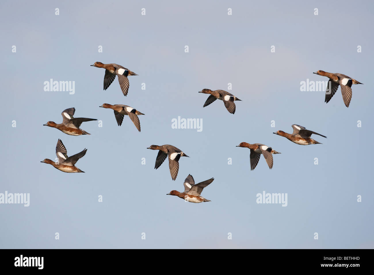 Wigeon Anas penelope flock feeding winter at Titchwell RSPB reserve Norfolk Stock Photo
