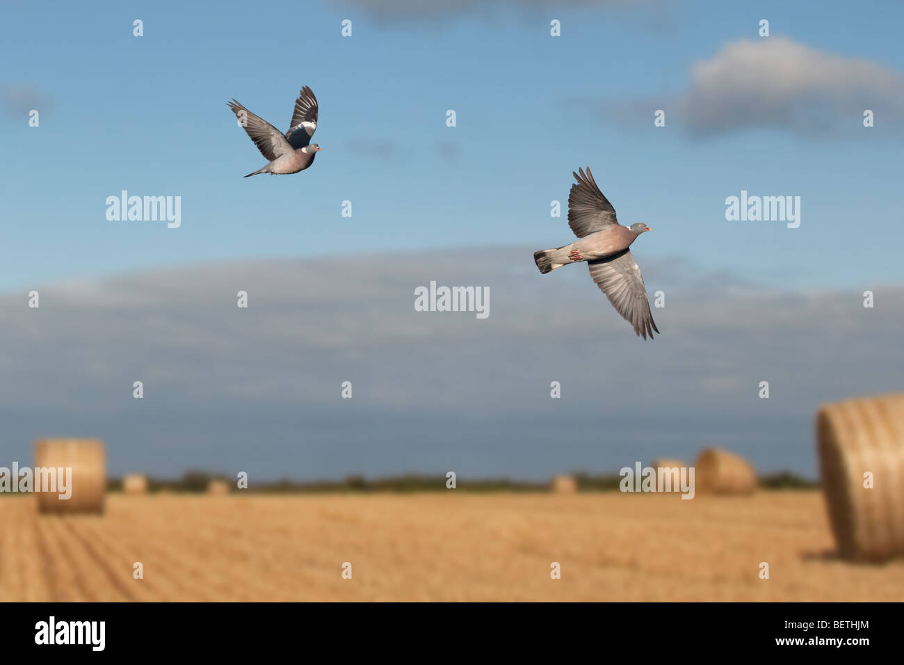 Wood Pigeons Columba palumbus in Flight over crops Stock Photo