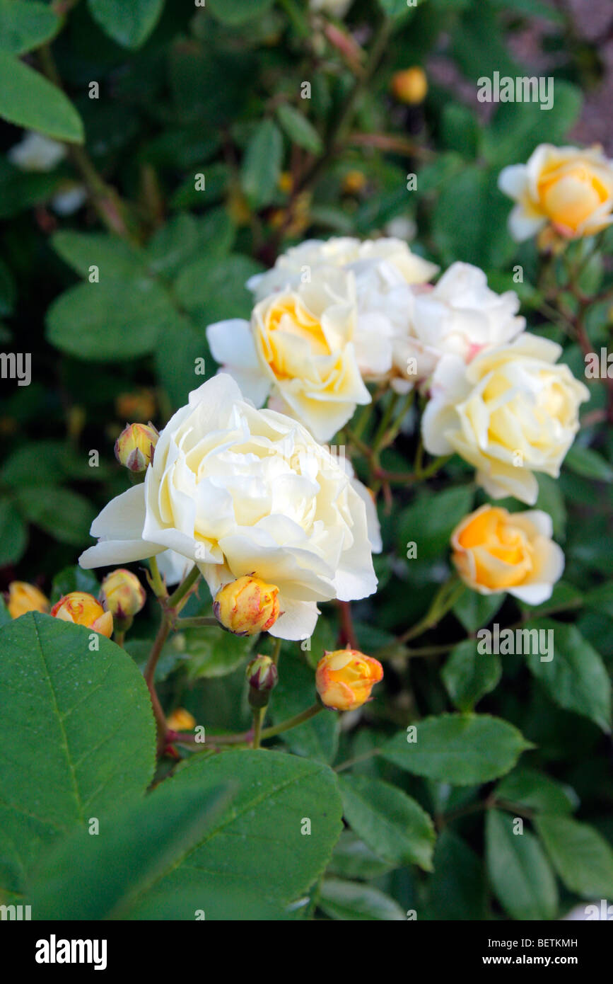 Rosa 'Callisto' hybrid musk rose Stock Photo