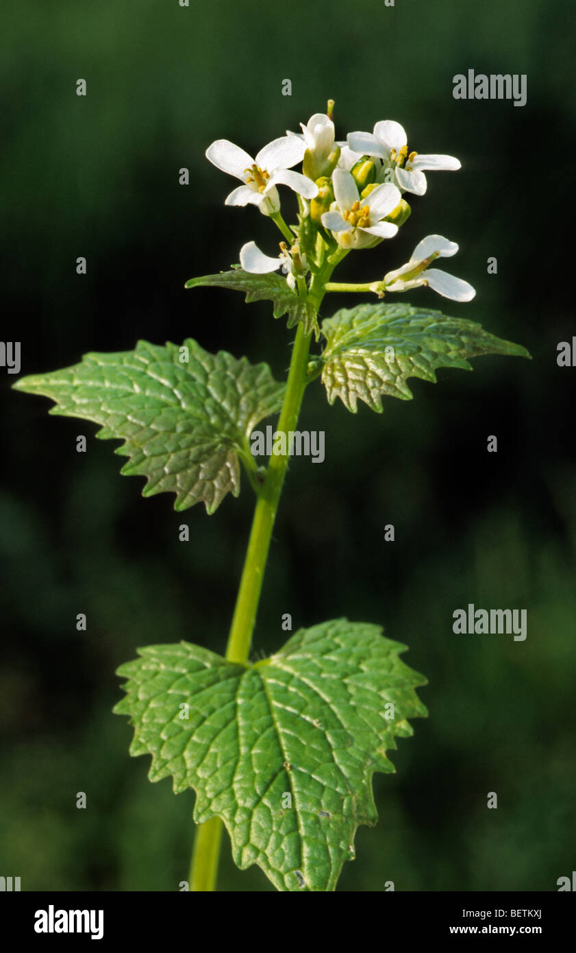 Garlic mustard (Alliaria petiolata) in flower in spring, Europe Stock
