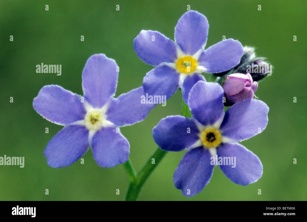 Water forget-me-not / True Forget me not (Myosotis palustris / Myosotis scorpioides) in flower, Europe Stock Photo