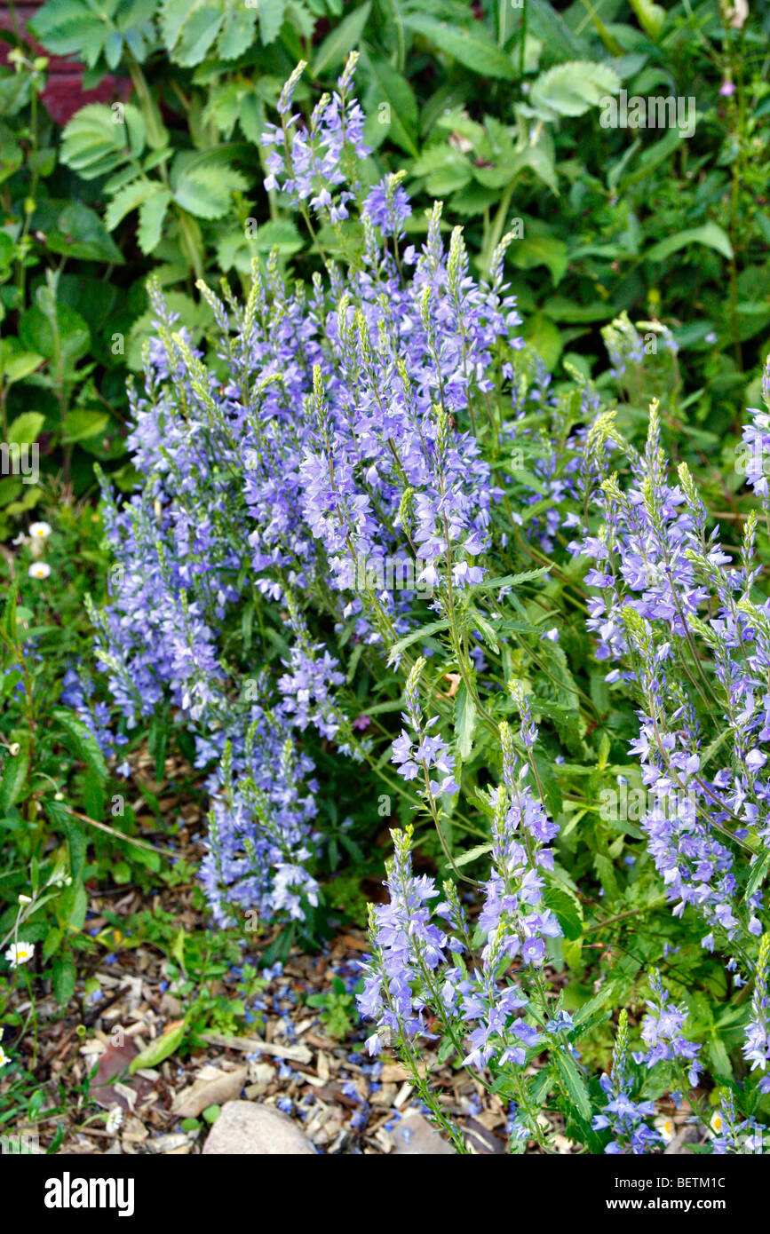 Veronica austriaca subsp teucrium Stock Photo