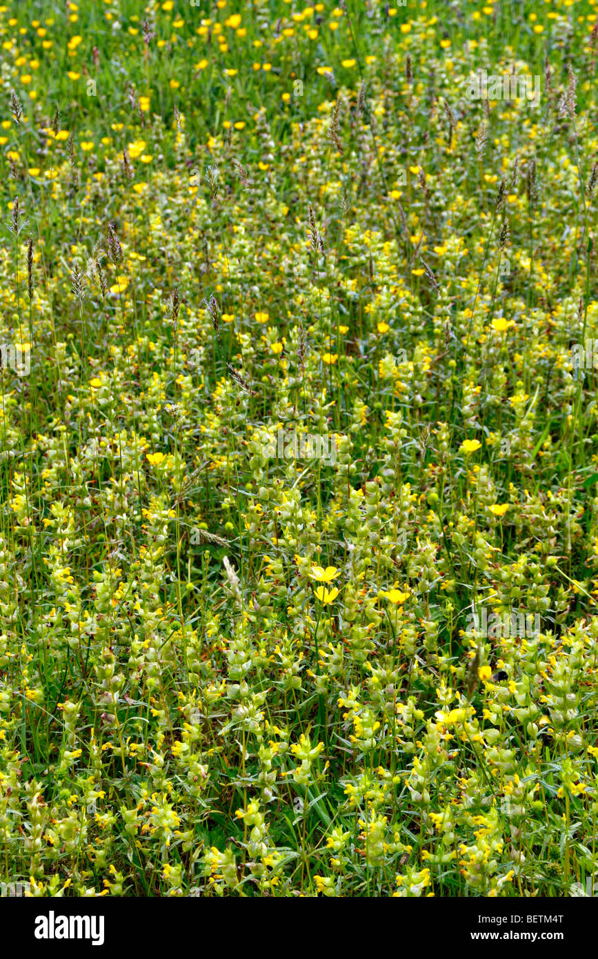 Rhinanthus minor Yellow Rattle in established wildflower meadow Stock