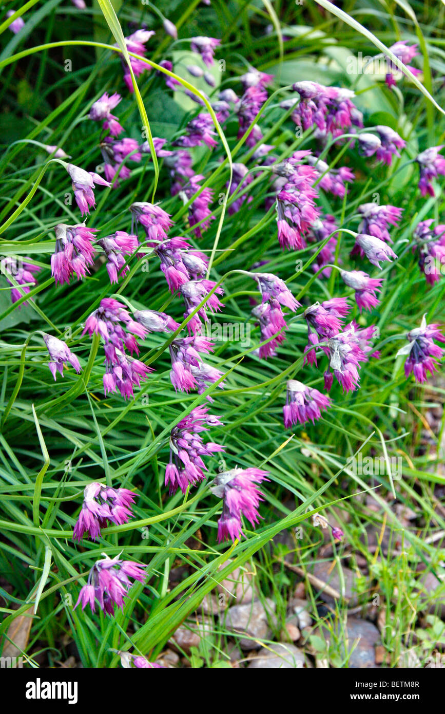 Allium oreophylum AGM bears purple flowers in early summer and will self seed in a sunny spot Stock Photo