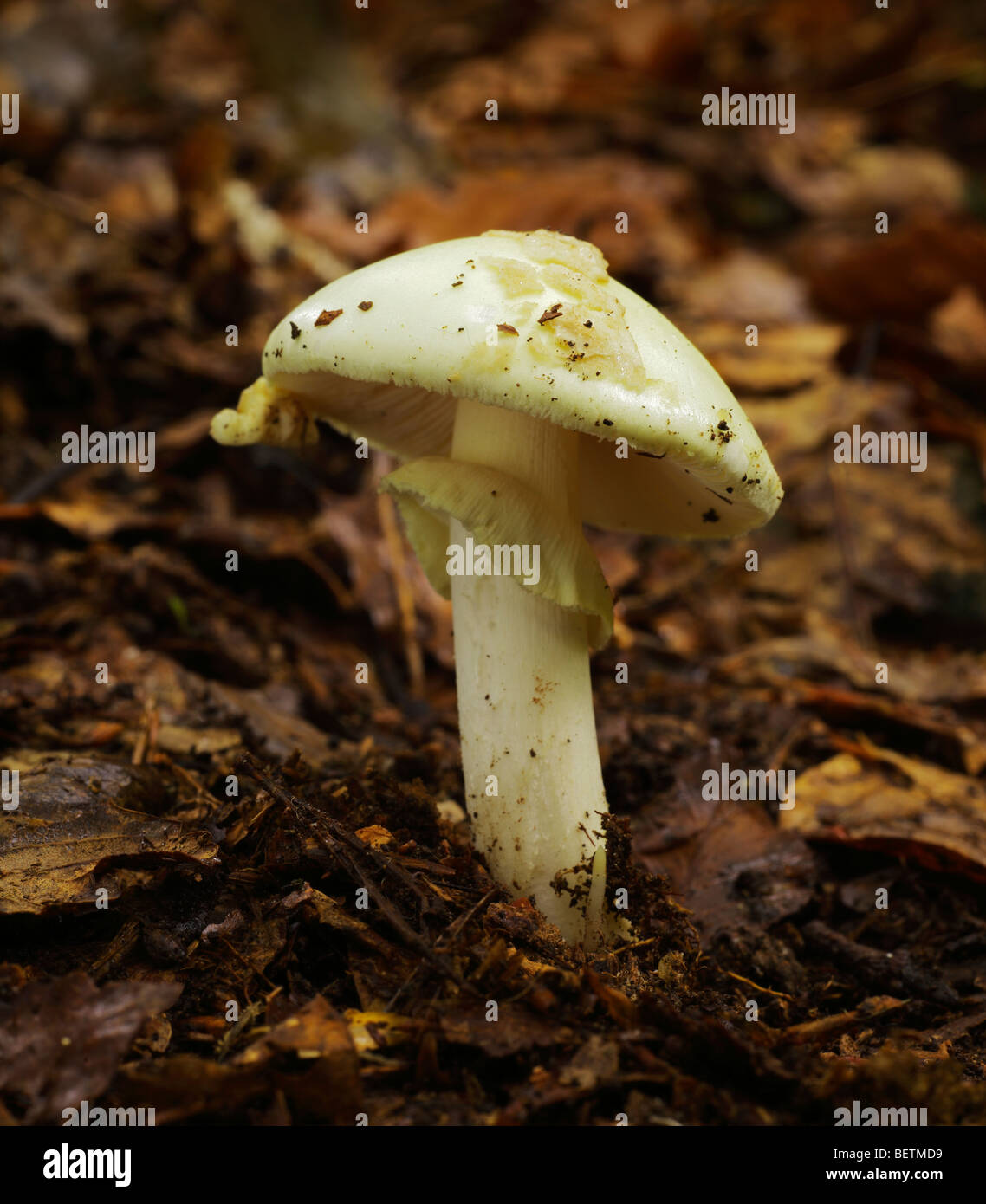 False Death Cap, Amanita citrina Fungus. Westerham, Kent, England, UK. Stock Photo