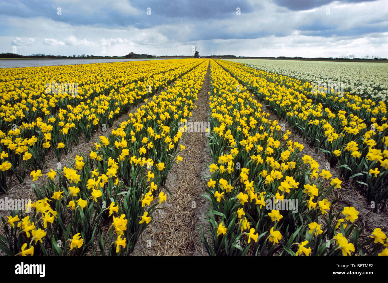 Cultivated daffodil flowers (Narcissus sp.), Holland, the Netherlands Stock Photo