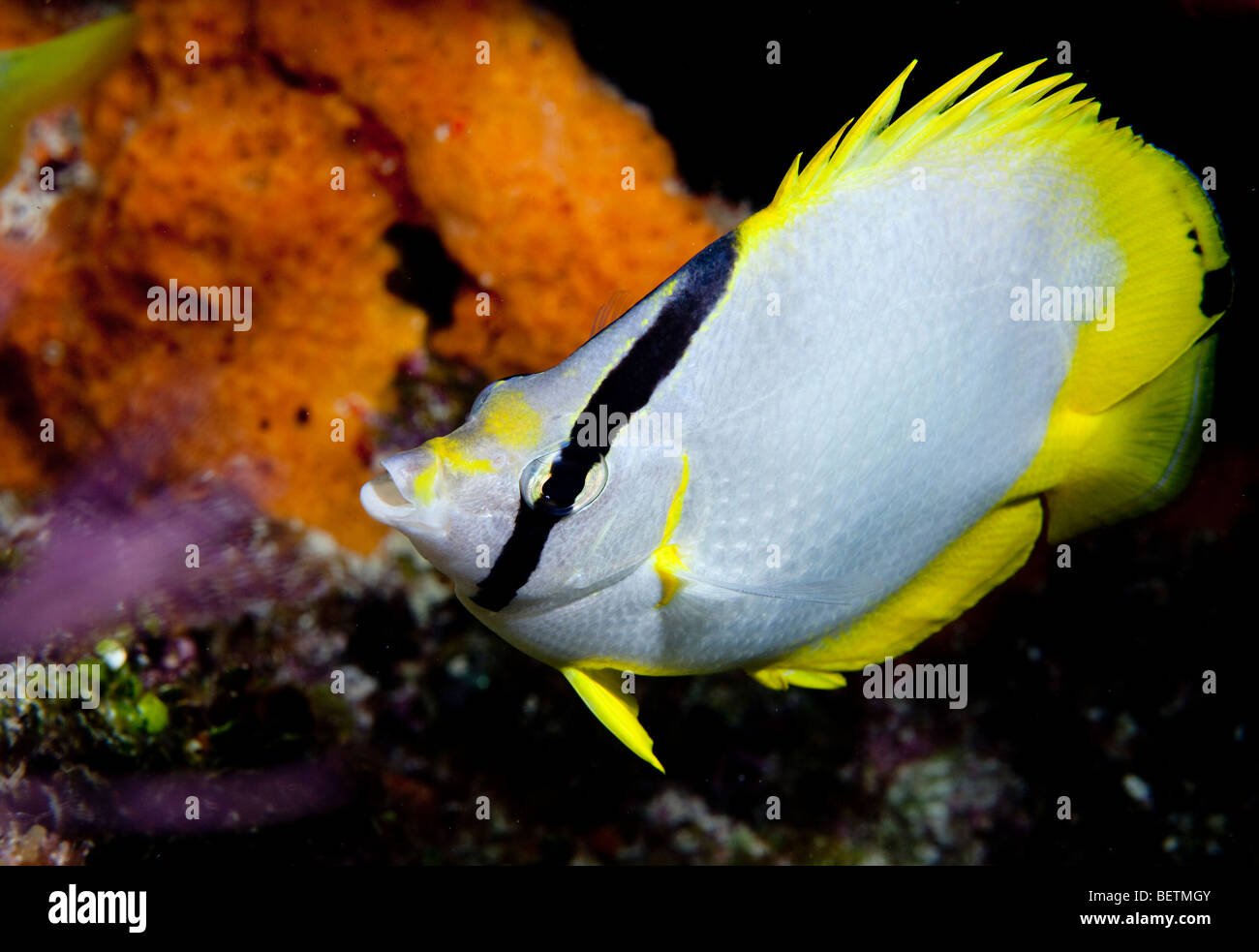 Foureye butterflyfish (Chaetodon capistratus) Stock Photo