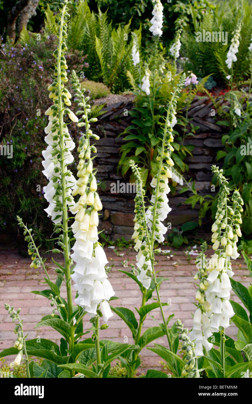 Digitalis purpurea f albiflora hires stock photography and images Alamy