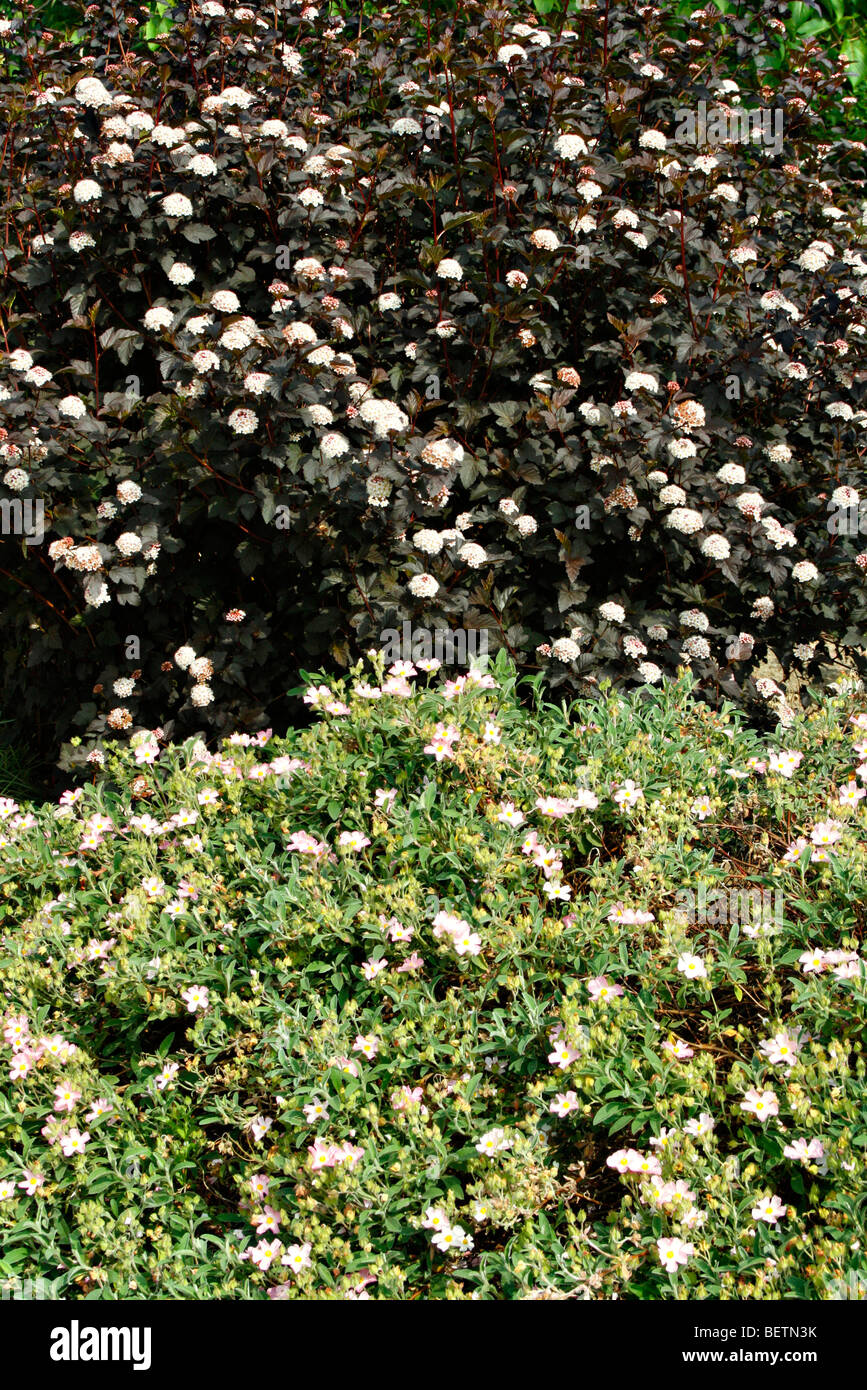 Cistus x lenis 'Grayswood Pink' AGM and Physocarpus opulifolius 'Diablo' AGM Stock Photo