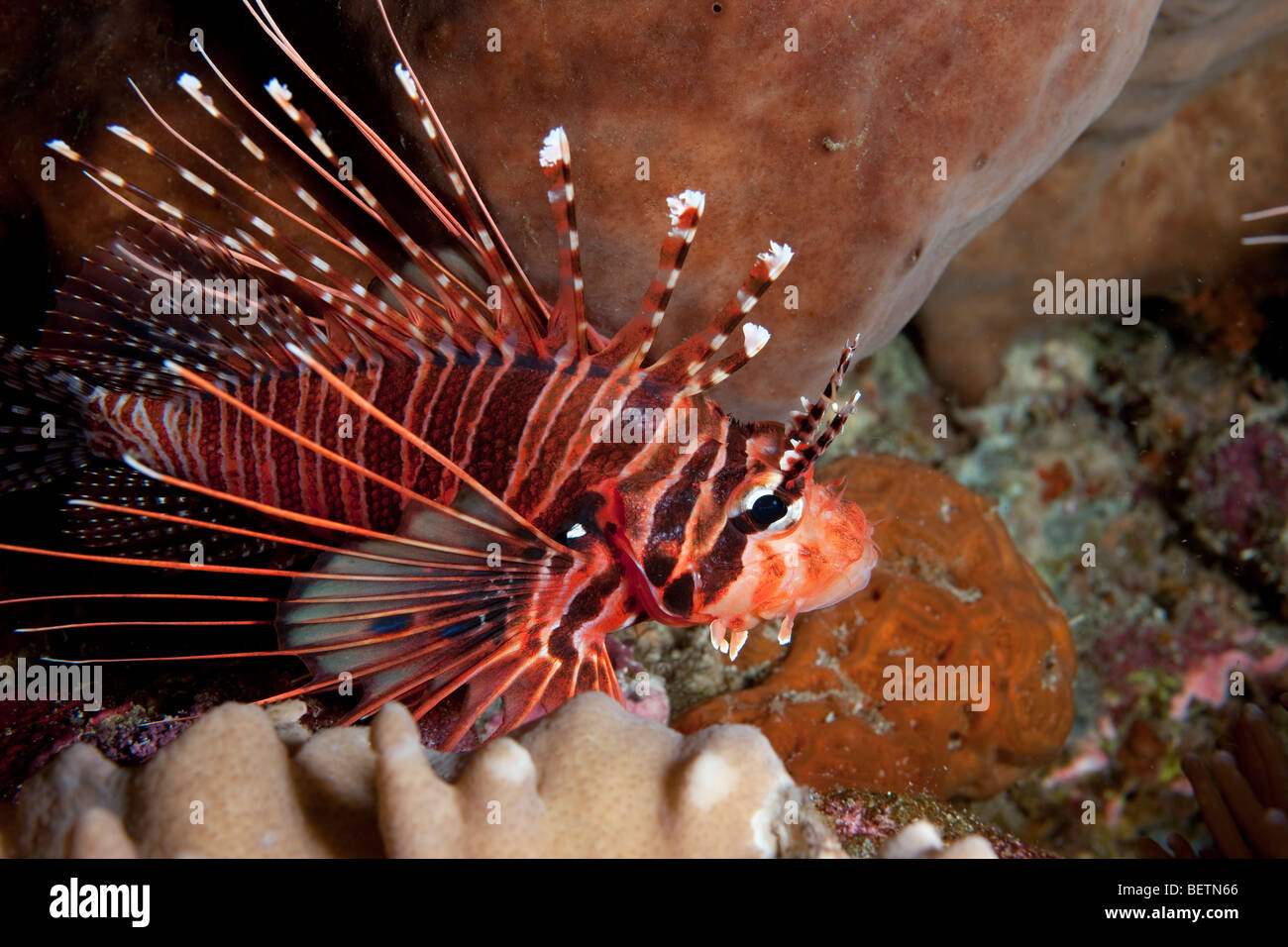 Spotfin Lionfish on the Prowl Stock Photo