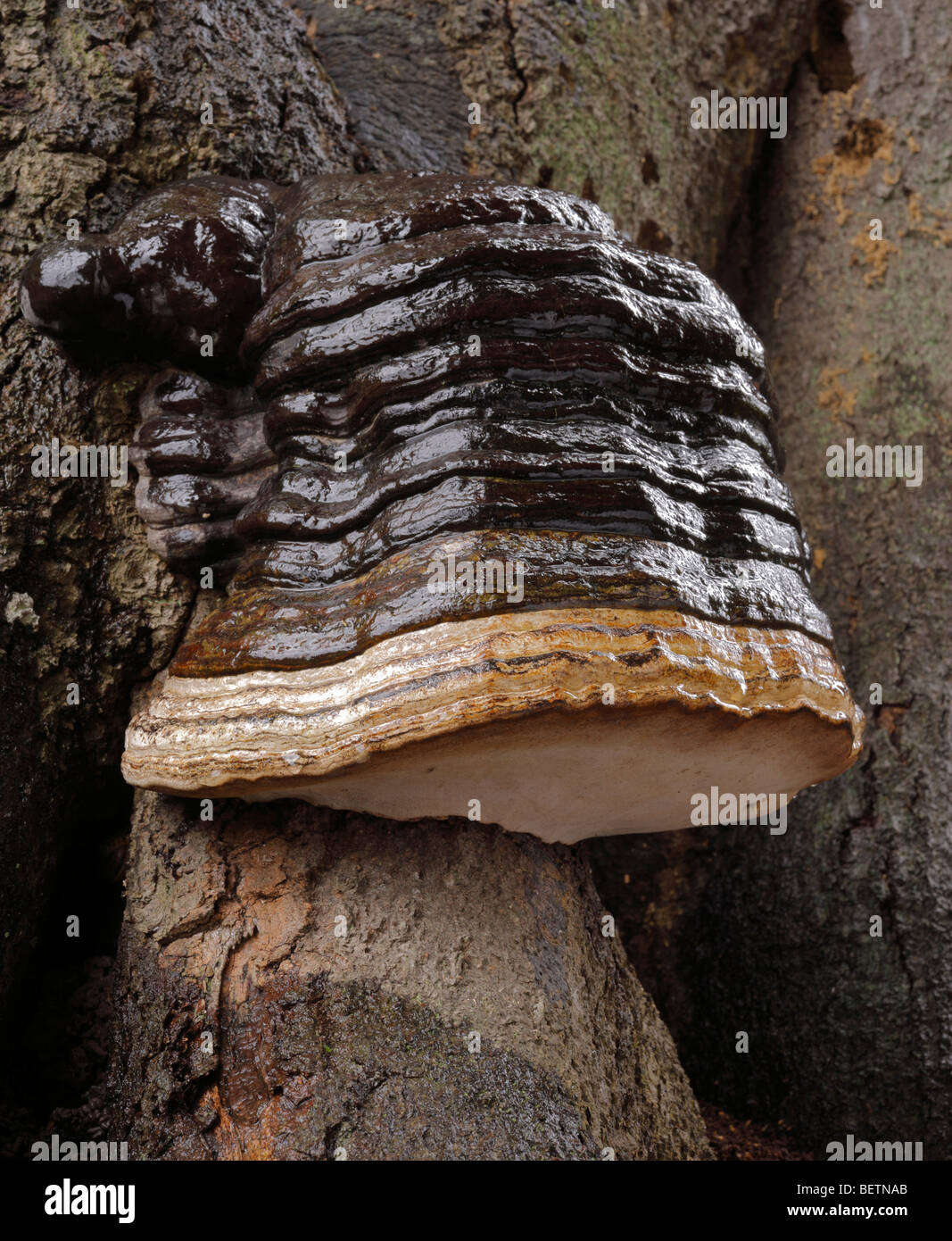 Hoof Fungus, Fomes fomentarius, growing on a dead Beech tree. Sevenoaks, Kent, England, UK. Stock Photo