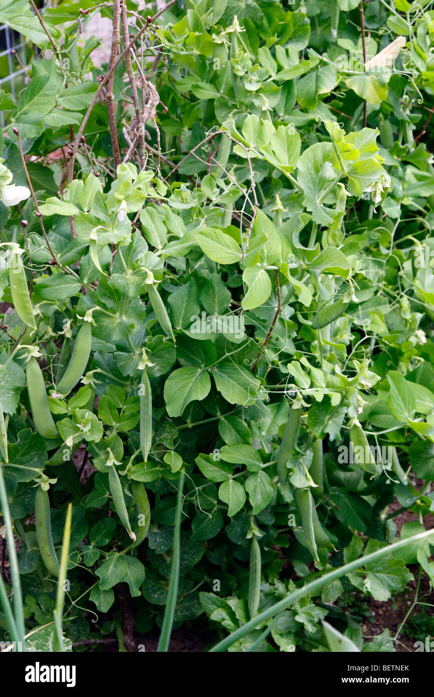 Pea 'Feltham First' in early June Stock Photo