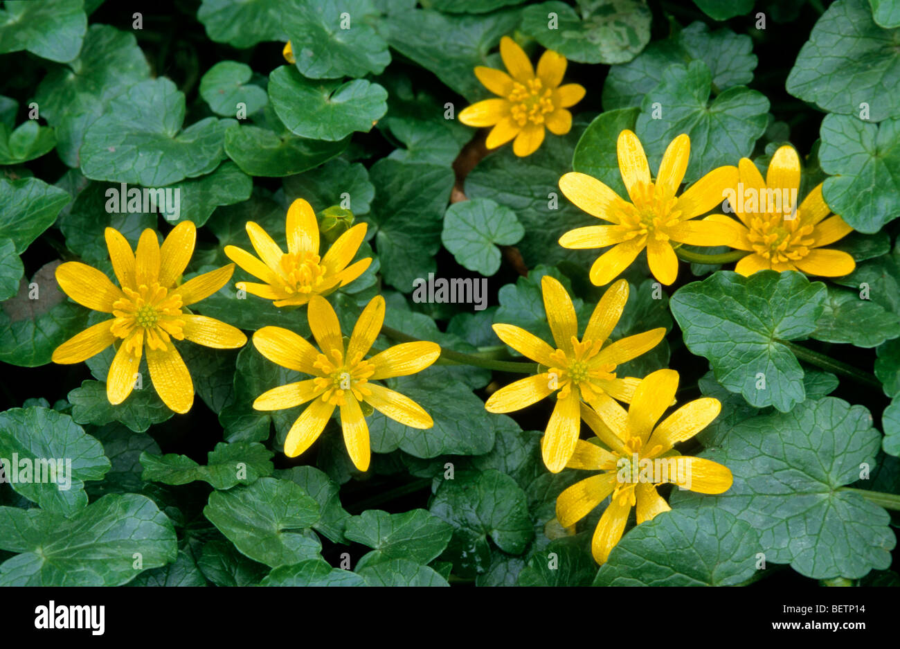 Lesser celandine / Pilewort (Ranunculus ficaria subsp. bulbilifer / Ficaria verna subsp. bulbifer) in flower Stock Photo