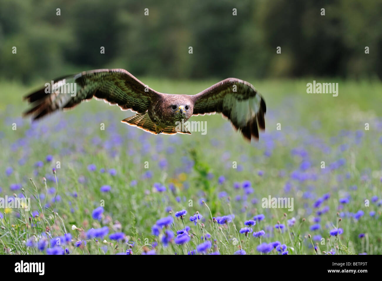 The great british wildflower hunt hires stock photography and images